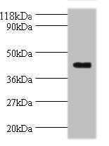 ELAV-like protein 2 antibody
