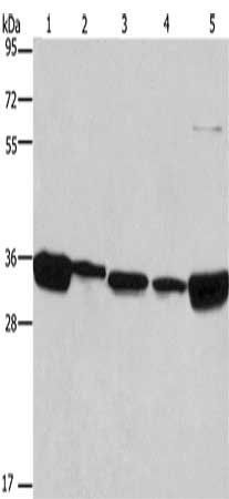 ELAVL1 Antibody