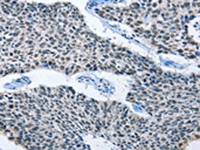 ELAVL1 Antibody