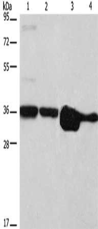 ELAVL1 antibody