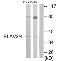 ELAVL2/ELAVL4 Antibody