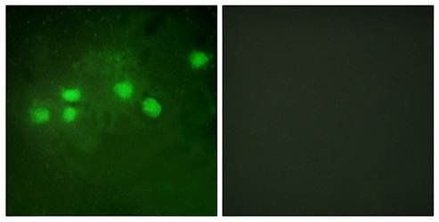 ELF1 antibody