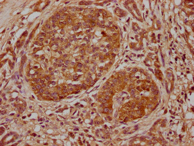 ELF3 Antibody