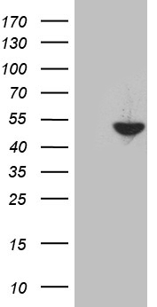 ELF4 Antibody