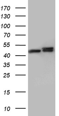 ELF4 Antibody