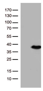 ELF4 Antibody