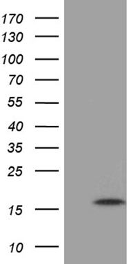 ELF4 Antibody