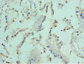 ELF4 Antibody