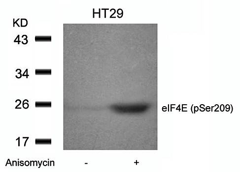 eIF4E (Phospho-Ser209) Antibody