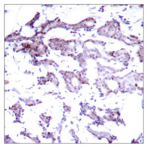 ELK1 (Ab-389) Antibody