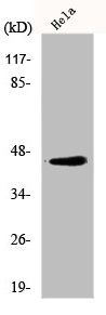 ELK1 Antibody