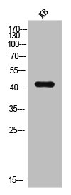 ELK1 Antibody