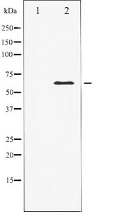 ELK1 Antibody