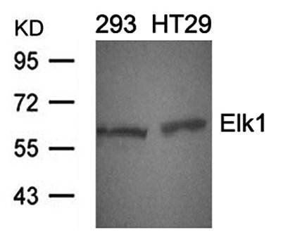 Elk1 (Ab-389) Antibody