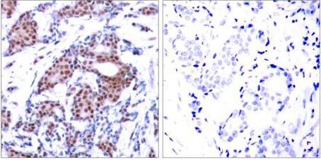 Elk (Phospho-Ser383) Antibody