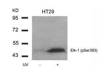 Elk (Phospho-Ser383) Antibody