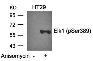 Elk1 (Phospho-Ser389) Antibody