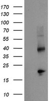 ELK3 Antibody