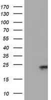 ELK3 Antibody