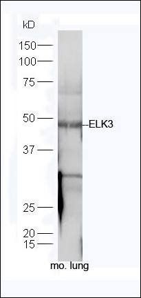 ELK3 Rabbit Polyclonal Antibody