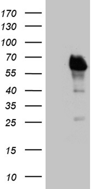 ELL Antibody
