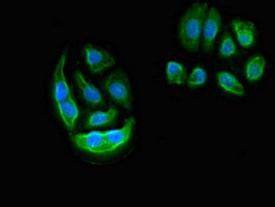 ELMO2 Antibody