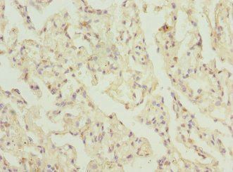 ELMOD1 Antibody