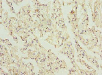 ELMOD1 antibody