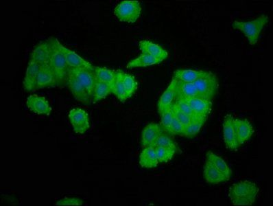 ELMOD3 antibody