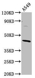 ELMOD3 Antibody