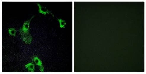 ELOA3 antibody