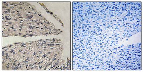 ELOA3 antibody