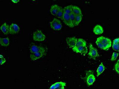 ELOVL1 Antibody