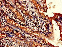 ELOVL4 Antibody