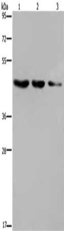 ELOVL6 Antibody