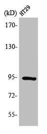 ELP2 Antibody