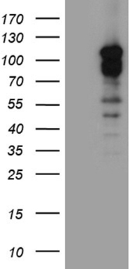 ELP4 Antibody
