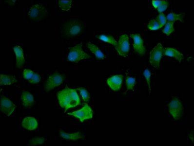 ELP4 Antibody