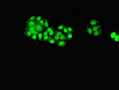 ELP6 Antibody