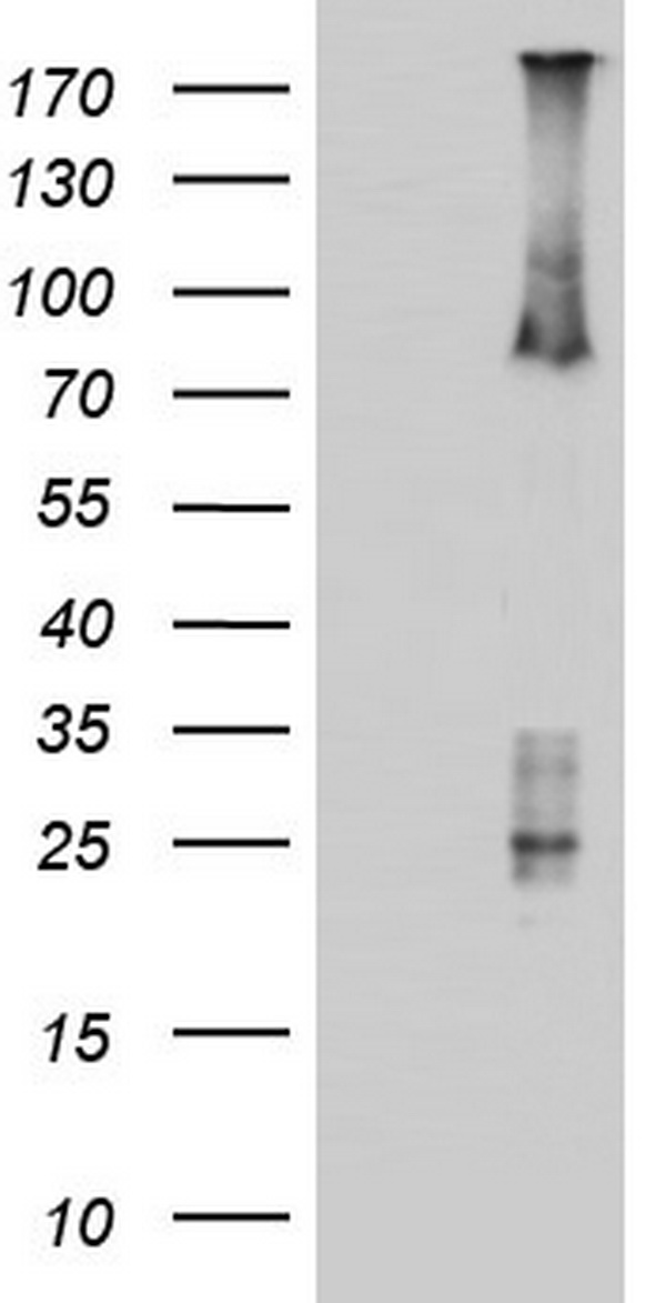 MUC1 Antibody