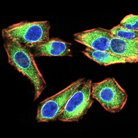 EMD Antibody