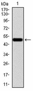 EMD Antibody