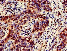 EMD Antibody