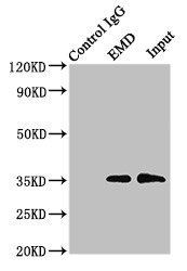 Emerin antibody