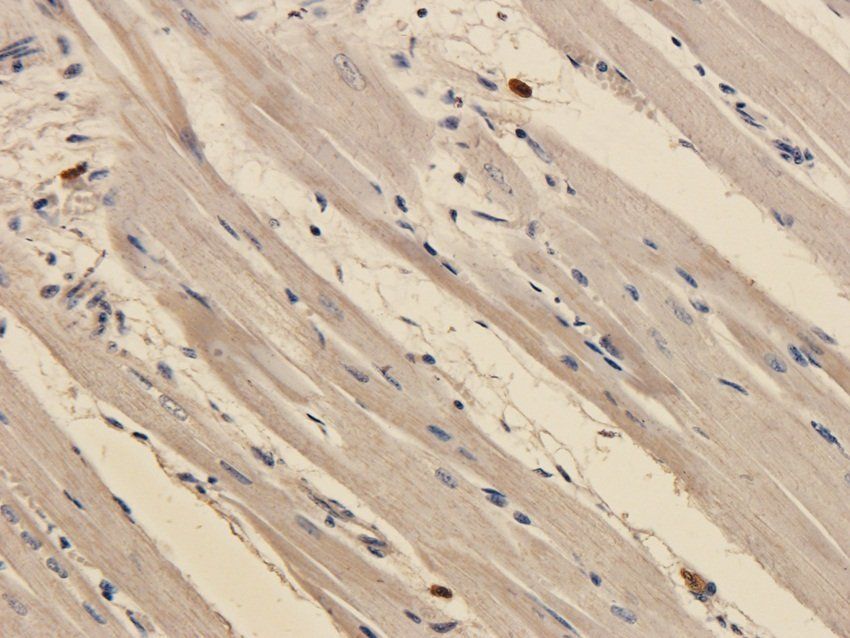 Emerin antibody