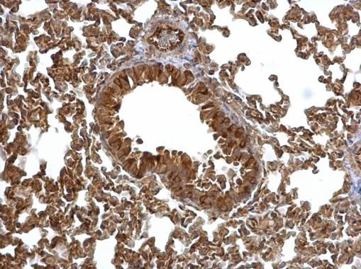 EML1 antibody [C3], C-term