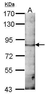 EML1 antibody [C3], C-term