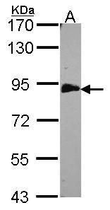 EML1 antibody [C3], C-term