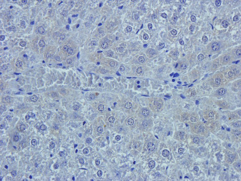 Emp1 antibody