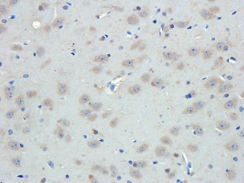 Emp1 antibody